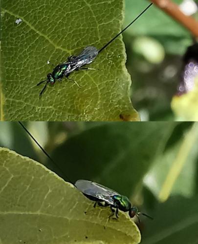 Torymus affinis